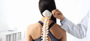 spinal model in plastic