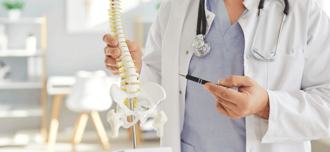 spine model