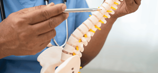 doctor showing the vertebral anatomy