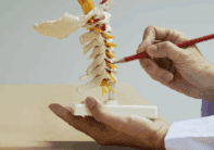 cervical spine on model