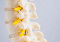 vertebrae model