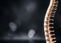 vertebral model design